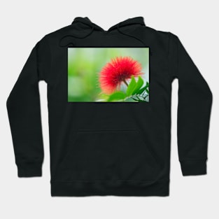 Calliandra haematocephala (C020/7122) Hoodie